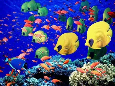 Cartografía de los fondos marinos: nuevas oportunidades de ... Cartografía de los fondos marinos: nuevas oportunidades de ...