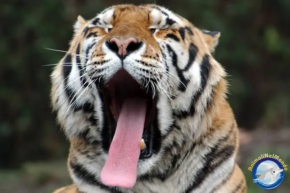 Cartolina tigre :: crea cartolina tigre :: Animali nel Mondo