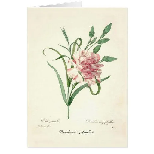 Caryophyllus del clavel tarjeton de Zazzle.