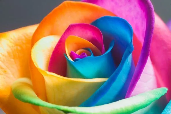 Casa & Flores: Rosas Arco-íris - Rainbow Roses Casa & Flores: Rosas Arco-íris - Rainbow Roses