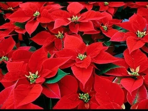 Hecho En Casa: Flor De Navidad (Goma Eva, Foami) - YouTube
