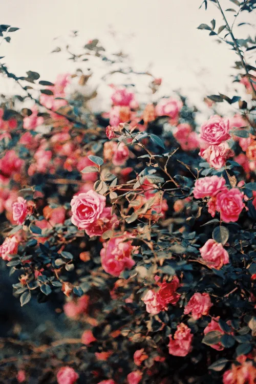 Casa de Flor | Tumblr on We Heart It -...