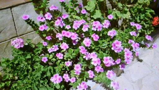 Casa maría, sus plantas. | Cuidar de tus plantas es facilisimo.com