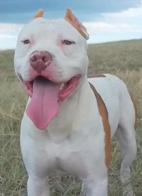 Ya está en casa pitbull extraviado en la zona del Polideportivo ... Ya está en casa pitbull extraviado en la zona del Polideportivo ...
