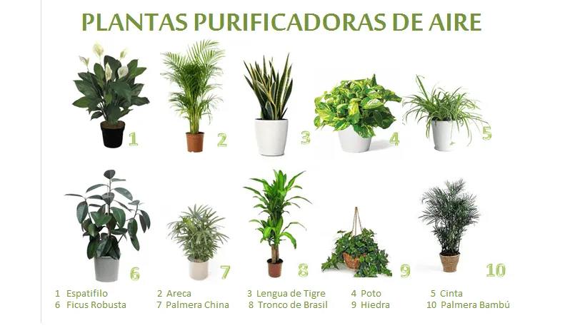 Una Casa Sana: PLANTAS PURIFICADORAS DE AIRE Una Casa Sana: PLANTAS PURIFICADORAS DE AIRE