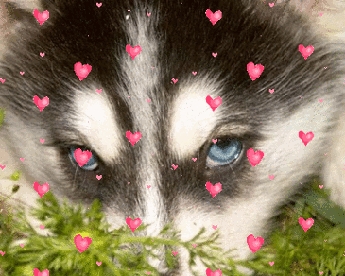 LOS CASCABELES DE MADAME LOCURA: LOBOS AMANTES LOS CASCABELES DE MADAME LOCURA: LOBOS AMANTES
