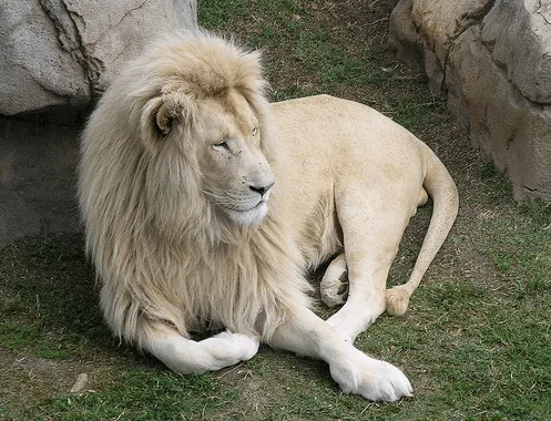 LA CASITA DE ISABEL: Mega-post Animales blancos (Su historia, su ... LA CASITA DE ISABEL: Mega-post Animales blancos (Su historia, su ...