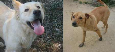 Cuatro casos urgentes de labradores y golden retrievers | En busca ... Cuatro casos urgentes de labradores y golden retrievers | En busca ...