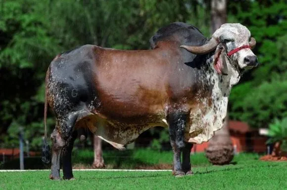 Castelo de Kubera - becerros F1, holstein x gyr - engormix Castelo de Kubera - becerros F1, holstein x gyr - engormix