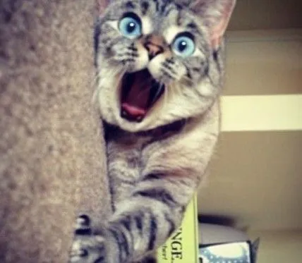 Fotos graciosas de un gato asombrado_Spanish.china.org.cn_中国最 ...