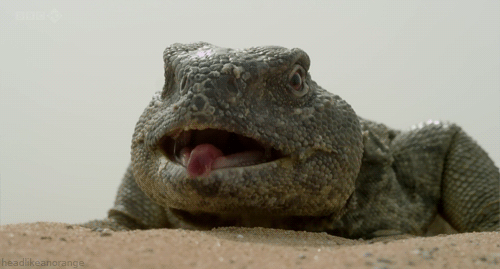 Cat admires iguana eating lunch : gifs