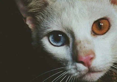 cat cute tumblr hipster vintage Grunge Alternative gato silly-luv • cat cute tumblr hipster vintage Grunge Alternative gato silly-luv •