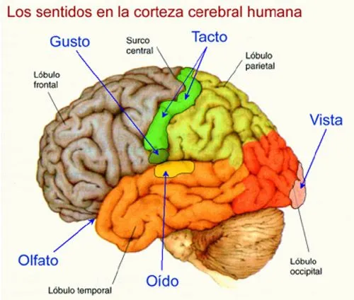 CATABOLISMO CEREBRAL | Recomendeison