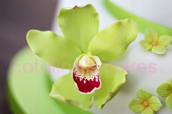 Catalina y Sacarina: "ORQUÍDEAS CYMBIDIUM", por fin, paso a paso ... Catalina y Sacarina: "ORQUÍDEAS CYMBIDIUM", por fin, paso a paso ...