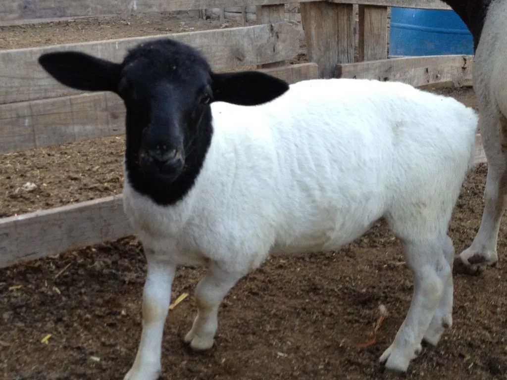 Catálogo de borregos dorper Catálogo de borregos dorper