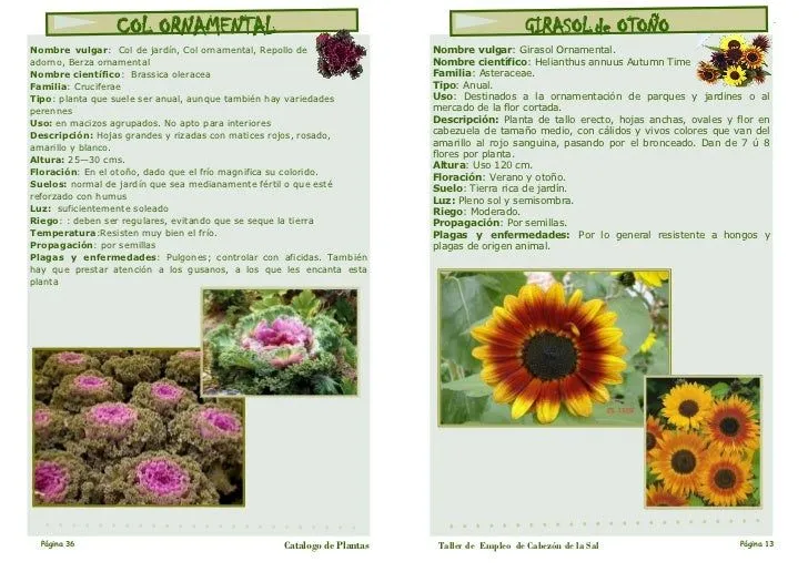 Catalogo plantas