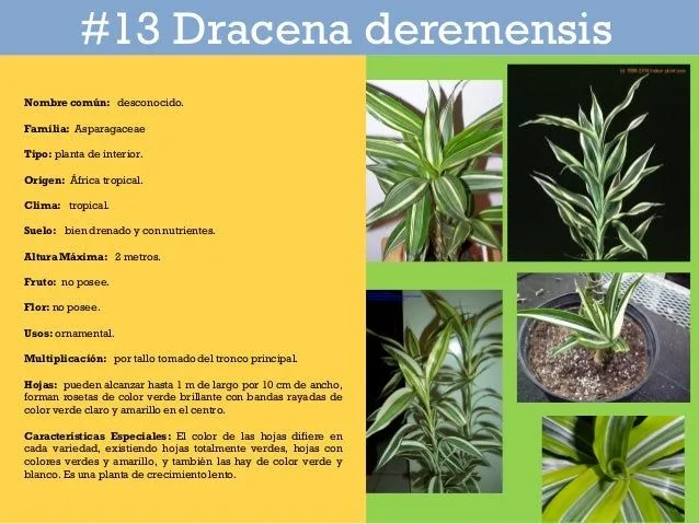 Catalogo de plantas en Parque Iberoamericano Catalogo de plantas en Parque Iberoamericano