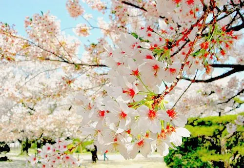 Catching Dreams — Lindas flores / Imagens Fofas para Tumblr, We... Catching Dreams — Lindas flores / Imagens Fofas para Tumblr, We...