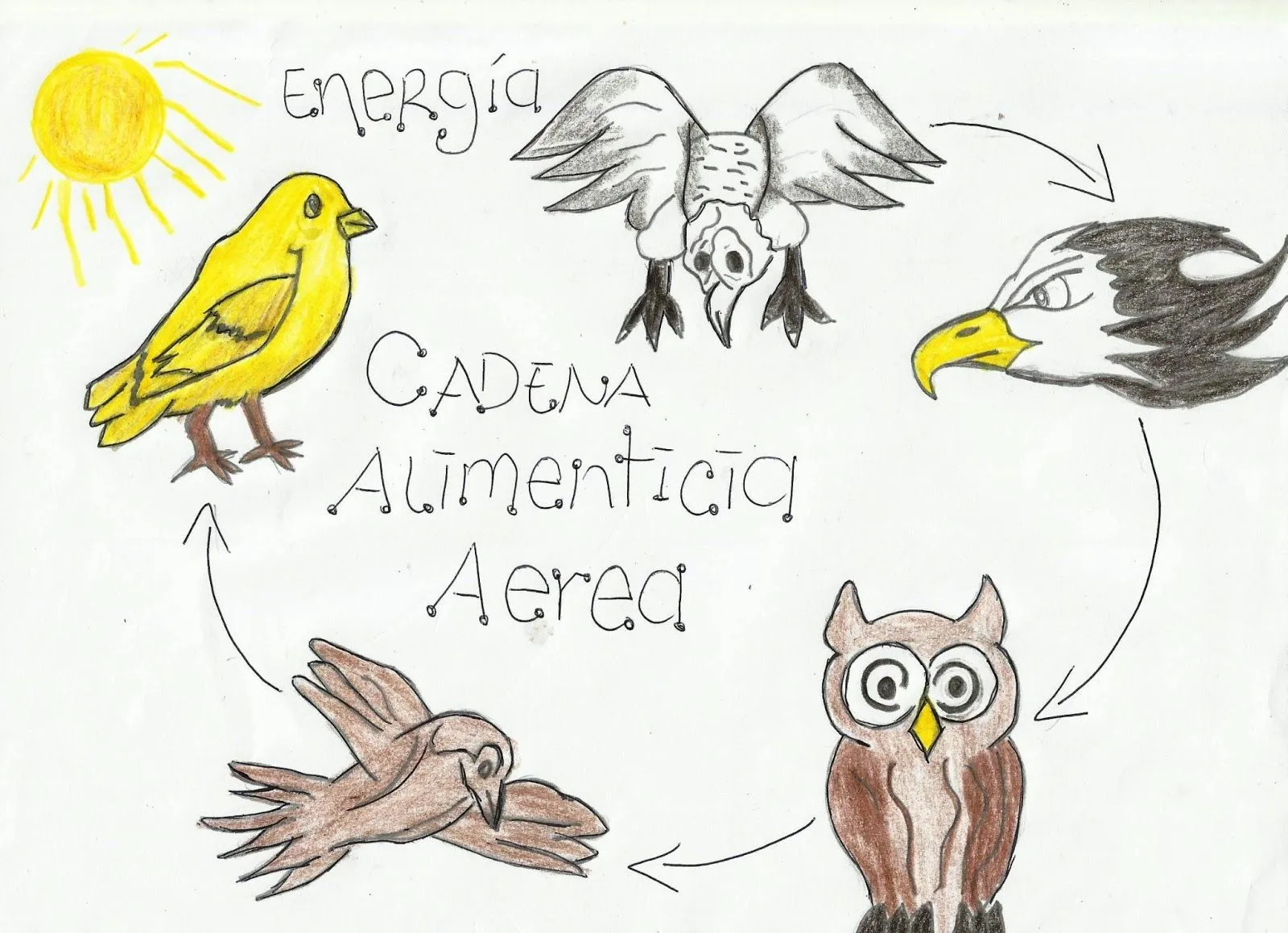 CATEDRA DE BIOLOGIA: CADENAS ALIMENTICIAS