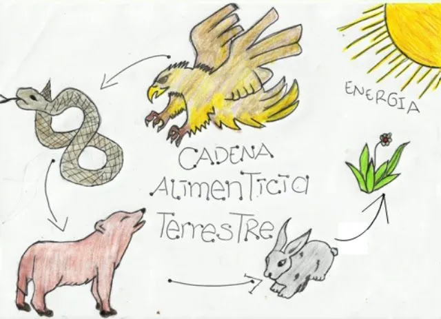 CATEDRA DE BIOLOGIA: CADENAS ALIMENTICIAS