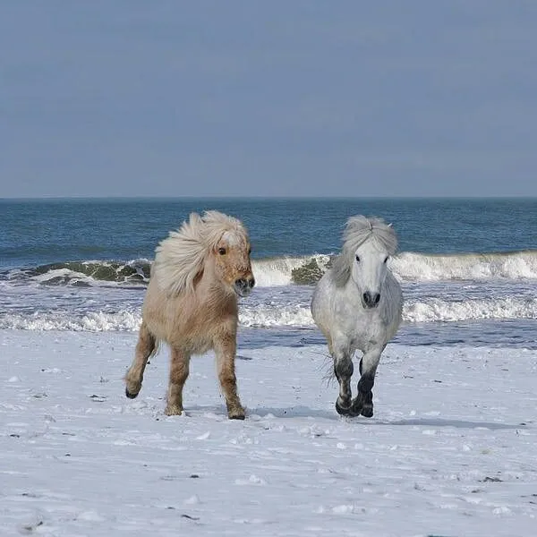 Category: Ponis Enanos - imagenes de mascotas