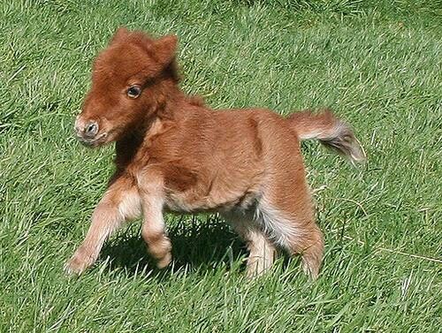 Category: Ponis Enanos - imagenes de mascotas