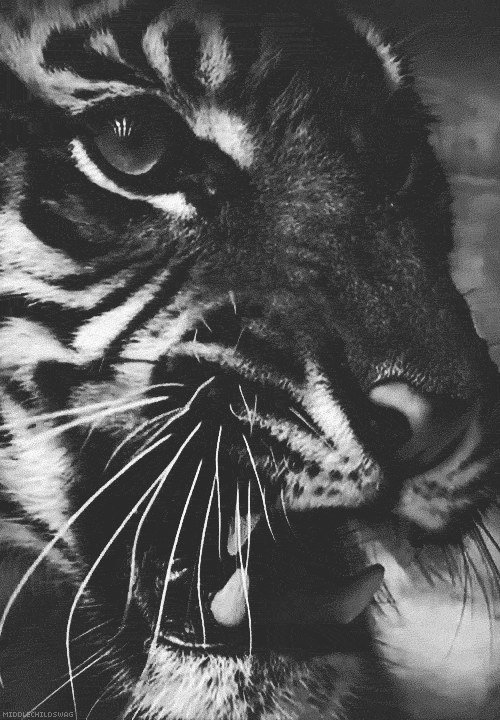 Cat•Gif☬ | Cats | Pinterest | Tigres, Gato Gatito y Tigres Blancos