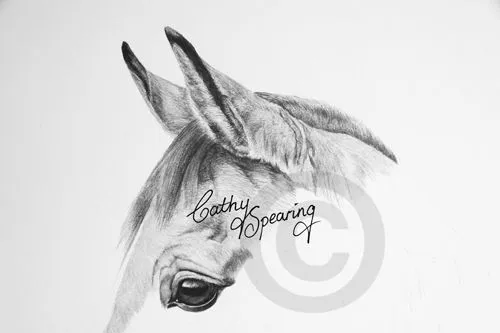Cathy Spearing - Equestrian and animal artist.: Arab horse pencil ...