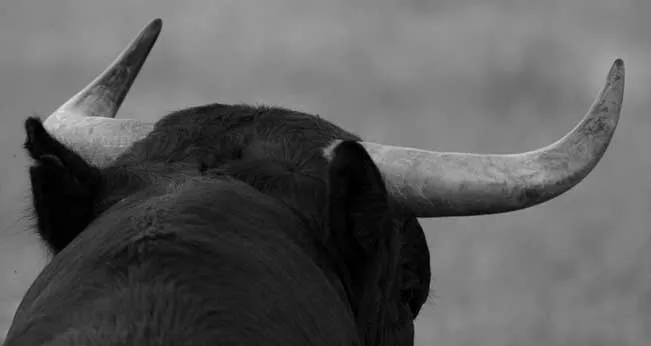 Catolicidad: OPINIÓN: EL TORO DE LIDIA