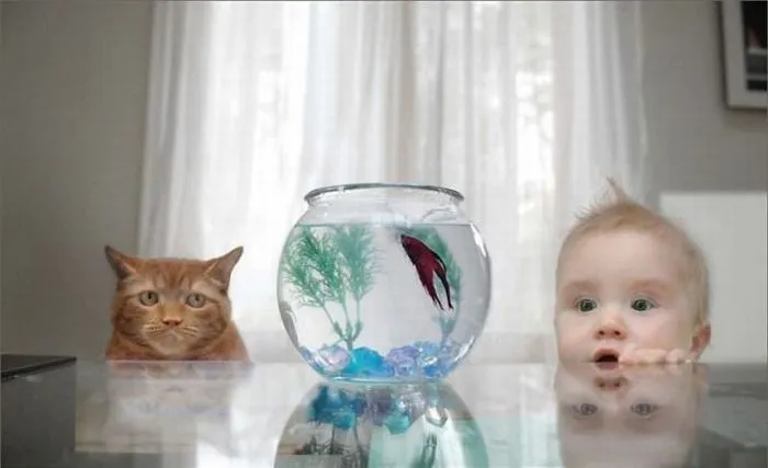 CATS*GATS*GATOS: gatos y bebes