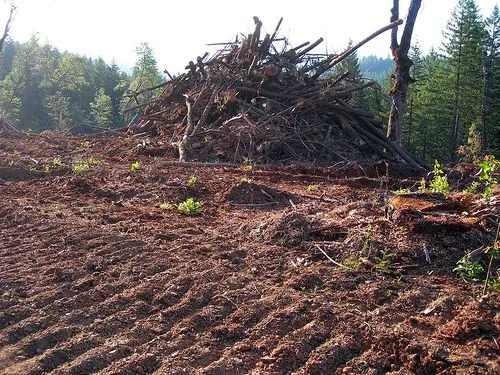 Causas Y Consecuencias De La Deforestacion - Taringa!