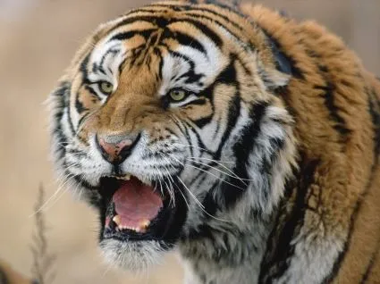 Cautivantes ojos Wallpaper Animales Tigres Los animales ... Cautivantes ojos Wallpaper Animales Tigres Los animales ...