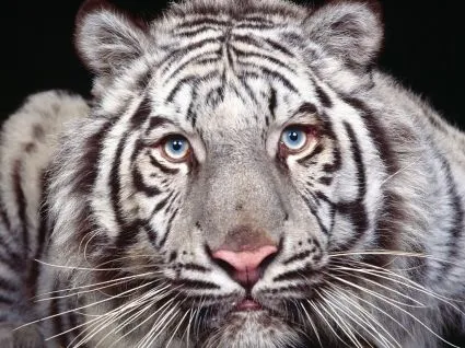 Cautivantes ojos Wallpaper Animales Tigres Los animales ... Cautivantes ojos Wallpaper Animales Tigres Los animales ...