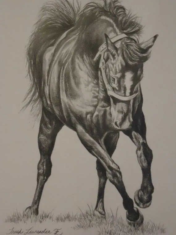 cavallo dettagliate ooak di disegno a matita di LuckyDuckyArt cavallo dettagliate ooak di disegno a matita di LuckyDuckyArt