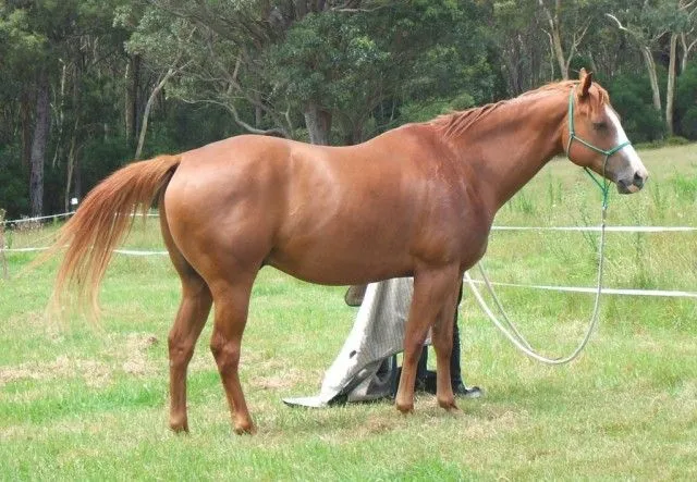 Cavallos – The Easiest Hoof Boots | Horse Boots, Hoof Boots ... Cavallos – The Easiest Hoof Boots | Horse Boots, Hoof Boots ...