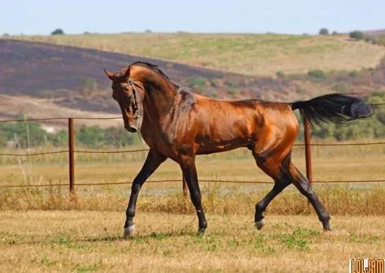 Cavalo mais bonito do mundo corre risco de extinção - Foto 5 ...