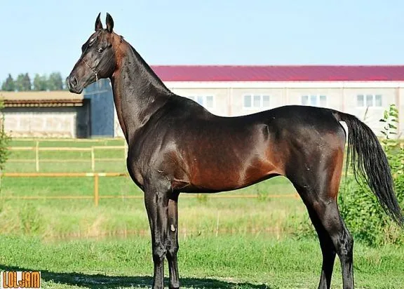 Cavalo mais bonito do mundo corre risco de extinção - Foto 6 ...
