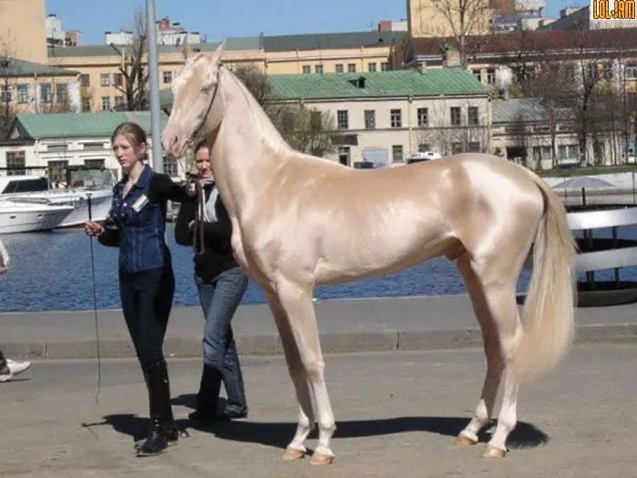Cavalo mais bonito do mundo corre risco de extinção - Foto 1 ...