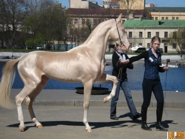 Cavalo mais bonito do mundo corre risco de extinção - Foto 2 ...