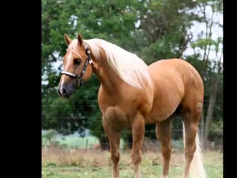 cavalos de raça - YouTube