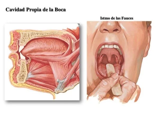 cavidad-oral-faringe-esofago- ...