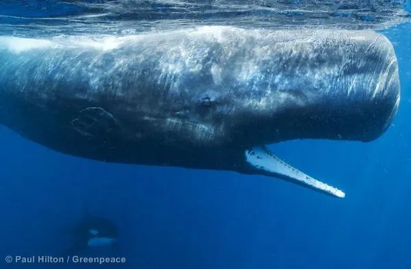 Caza de ballenas - Defensa de los océanos | Greenpeace España