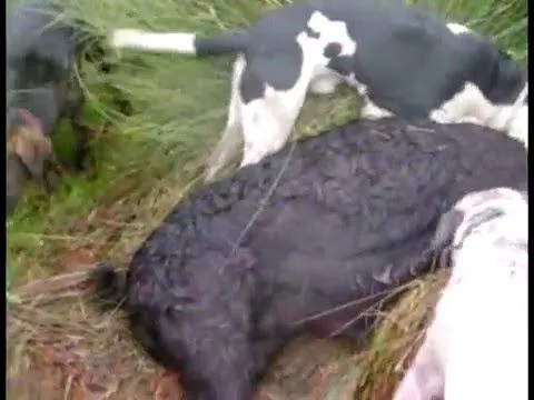 caza de chanchos jabali - YouTube