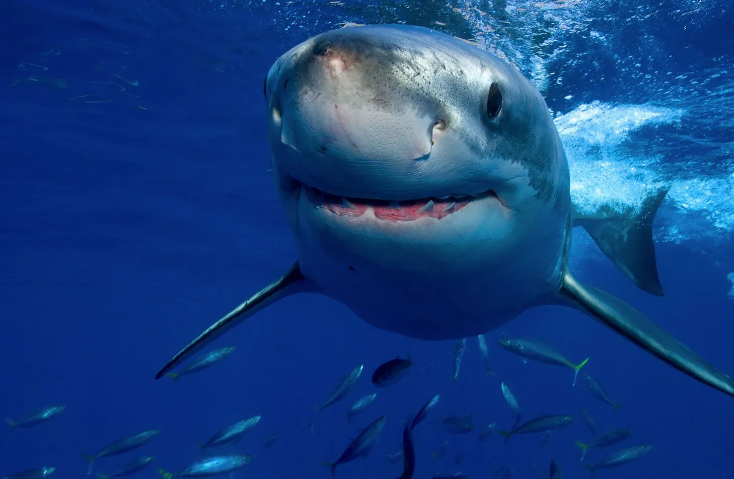 Caza ilegal, Aletas de Tiburones ~ Maltrato Animal