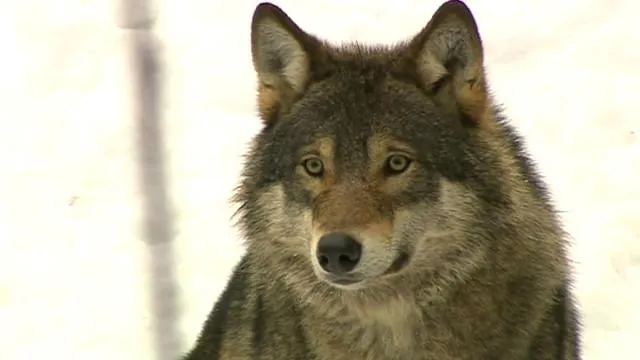 La caza de lobos divide a Suecia - BBC Mundo - Video y Fotos