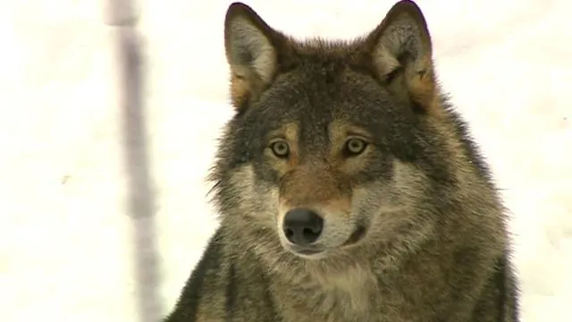 La caza de lobos divide a Suecia - BBC Mundo - Video y Fotos La caza de lobos divide a Suecia - BBC Mundo - Video y Fotos