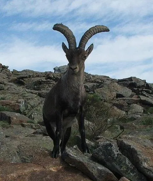 Caza mayor: La cabra montés (Capra pyrenaica) - Blog - noticias ... Caza mayor: La cabra montés (Capra pyrenaica) - Blog - noticias ...
