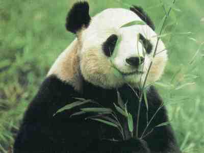 CAZA DEL TESORO. El Oso Panda
