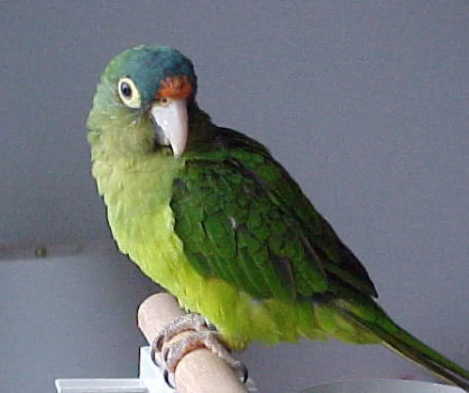 Ccomo Aser Hablar A Cualquier Perico/Loro | Cuidar de tu mascota ... Ccomo Aser Hablar A Cualquier Perico/Loro | Cuidar de tu mascota ...