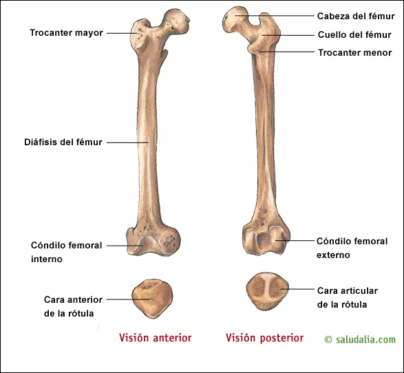 CEANFI (Centro de Estudiantes de Antropología Física-Forense): 5 ... CEANFI (Centro de Estudiantes de Antropología Física-Forense): 5 ...